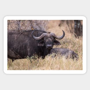 Cape Buffalo Sticker